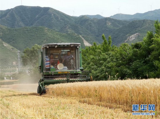 （新華全媒頭條·圖文互動）（5）特殊之年夏糧豐收背后的特殊之舉